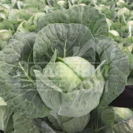 Семена капусты белокочанной Конкерор F1 / Conqueror F1,66 дней купить оптом и в розницу в Украине по выгодной цене