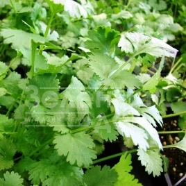 Семена кинзы (кориандра) Сноуболт / Snowbolt,30-50 дней купить оптом и в розницу в Украине по выгодной цене