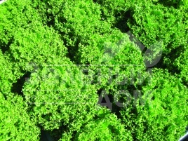 Семена салата Финстар F1 / Finstar F1 купить оптом и в розницу в Украине по выгодной цене