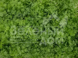 Семена укропа Тедди / Teddy купить оптом и в розницу в Украине по выгодной цене