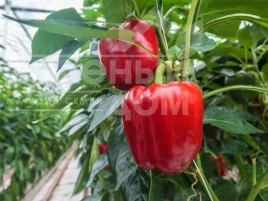 Насіння солодкого перцю Маргарита F1 / Margarita F1,70 днів купити оптом і в роздріб в Україні за вигідною ціною