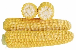 Семена кукурузы 1707 F1 / 1707 F1,71 дней купить оптом и в розницу в Украине по выгодной цене