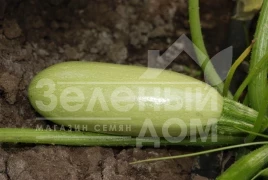 Семена кабачков Асма F1 / Asma F1,40-45 дней купить оптом и в розницу в Украине по выгодной цене