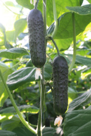 Насіння огірків ТС 17-0311 F1 / TS 17-0311 F1 купити оптом і в роздріб в Україні за вигідною ціною