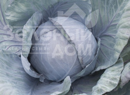 Насіння капусти червоноголової Родіма F1 / Rodima F1,120-140 днів купити оптом і в роздріб в Україні за вигідною ціною