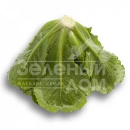 Семена салата Крунчита / Crunchita купить оптом и в розницу в Украине по выгодной цене