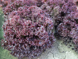 Насіння салату Солос / Solos,40-45 днів купити оптом і в роздріб в Україні за вигідною ціною