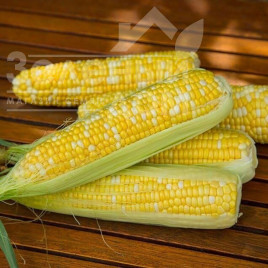 Насіння кукурудзи Біколор F1 / Bikolor F1, 74-76 днів купити оптом і в роздріб в Україні за вигідною ціною