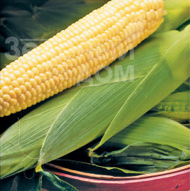 Насіння кукурудзи Бостон F1 / Boston F1,73 дні купити оптом і в роздріб в Україні за вигідною ціною
