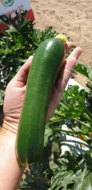 Семена кабачков Далфер (INX 5289) F1 / Dalfer F1 купить оптом и в розницу в Украине по выгодной цене