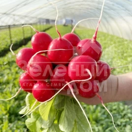 Семена редиса  Тедди (KS 1297) F1 / Teddy (KS 1297) F1  купить оптом и в розницу в Украине по выгодной цене