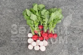 Семена редиса Квинтара F1 / Kvintara F1,20-25 дней купить оптом и в розницу в Украине по выгодной цене