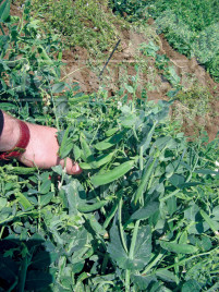 Насіння гороху Скінадо / Skinado ,65 днів купити оптом і в роздріб в Україні за вигідною ціною