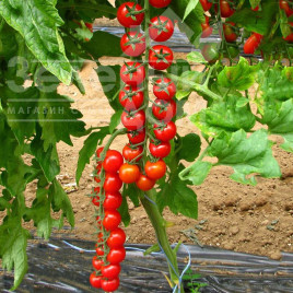 Насіння томатів Преціозо F1 / Preciozo F1 купити оптом і в роздріб в Україні за вигідною ціною