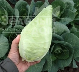 Семена капусты белокочанной Кейп Верде F1 / Keyp Verde F1, 70-80 дней купить оптом и в розницу в Украине по выгодной цене