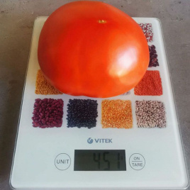 Насіння томатів Монк (INX 3025) F1 / Monk (INX 3025) F1,120 днів купити оптом і в роздріб в Україні за вигідною ціною