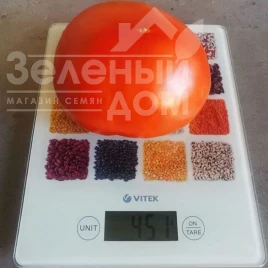 Насіння томату Монк (INX 3025) F1 / Monk (INX 3025) F1, 120 днів купити оптом і в роздріб в Україні за вигідною ціною