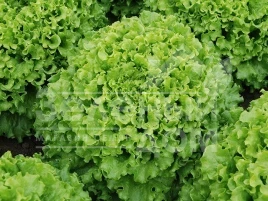 Семена салата Ронали / Ronali купить оптом и в розницу в Украине по выгодной цене