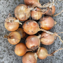 Цибуля ріпчаста Денді F1 / Dendi F1, 100 днів купити оптом і в роздріб в Україні за вигідною ціною