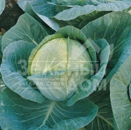 Семена капусты белокочанной Мегатон F1 / Megaton F1,102 дня купить оптом и в розницу в Украине по выгодной цене