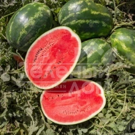 Семена арбуза Юкон F1 / Yukon F1,68-72 дней купить оптом и в розницу в Украине по выгодной цене