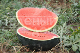 Насіння кавуна Баронеса F1 / Baronesa F1,70-75 днів купити оптом і в роздріб в Україні за вигідною ціною