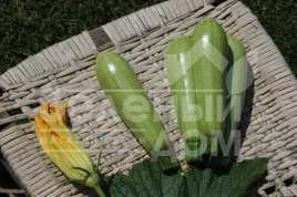 Семена кабачков Супер Дония F1 / Super Doniya F1,40-45 дней купить оптом и в розницу в Украине по выгодной цене