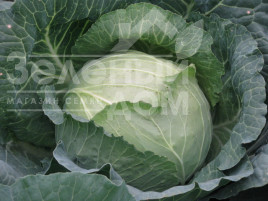 Насіння капусти білокачанної Аркадія F1 / Arkadia F1,85-90 днів купити оптом і в роздріб в Україні за вигідною ціною