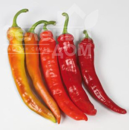Насіння гіркого перцю КС 6215 F1 / KS 6215 F1,65-70 днів купити оптом і в роздріб в Україні за вигідною ціною