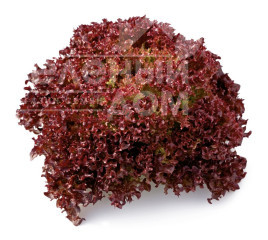 Насіння салату Кармеcі / Carmesi купити оптом і в роздріб в Україні за вигідною ціною