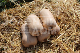 Насіння гарбуза Плуто F1 / Pluto F1,85-100 днів купити оптом і в роздріб в Україні за вигідною ціною