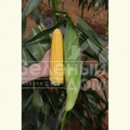 Семена кукурузы Лискам F1 / Lyskam F1,75-76 дней купить оптом и в розницу в Украине по выгодной цене