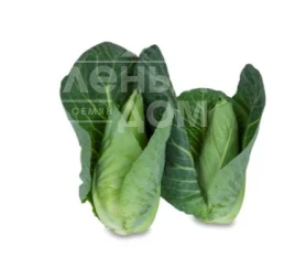 Семена капусты белокочанной Кейп Рока F1 / Keyp Roka F1,60-75 дней купить оптом и в розницу в Украине по выгодной цене
