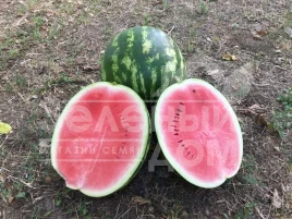 Семена арбуза Термез F1 / Termez F1,60-65 дней купить оптом и в розницу в Украине по выгодной цене