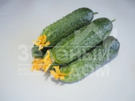 Семена огурцов Мадейра F1 / Madeira F1,38-45 дней купить оптом и в розницу в Украине по выгодной цене