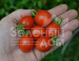 Семена томатов Френзи F1 / Frenzi F1,100 дней купить оптом и в розницу в Украине по выгодной цене