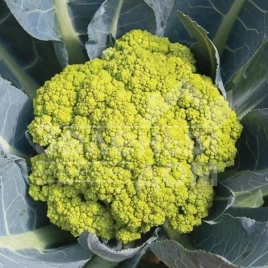 Семена капусты цветной Грин Сторм F1 / Green Storm F1, 75-80 дней купить оптом и в розницу в Украине по выгодной цене