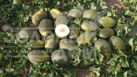 Насіння дині Алмаден F1 / Almaden F1 купити оптом і в роздріб в Україні за вигідною ціною