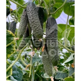 Семена огурцов Примеро F1 / Primero F1 купить оптом и в розницу в Украине по выгодной цене