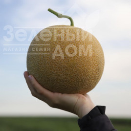 Насіння дині КС 810 F1 / KS 810 F1 купити оптом і в роздріб в Україні за вигідною ціною