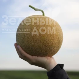 Насіння дині КС 810 F1 / KS 810 F1 купити оптом і в роздріб в Україні за вигідною ціною