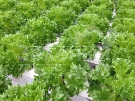 Семена салата Данстар F1 / Danstar F1 купить оптом и в розницу в Украине по выгодной цене