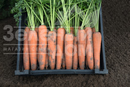 Насіння моркви Берлін F1 / Berlin F1,113 днів купити оптом і в роздріб в Україні за вигідною ціною