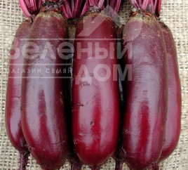 Насіння буряка Циліндра / Cilindra,120 днів купити оптом і в роздріб в Україні за вигідною ціною