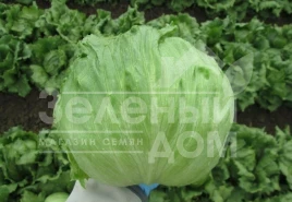 Семена салата Куала F1 / Kuala F1,75-80 дней купить оптом и в розницу в Украине по выгодной цене