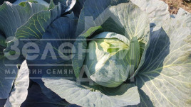 Насіння капусти білокачанної Колін F1 / Colin F1, 118-120 днів купити оптом і в роздріб в Україні за вигідною ціною