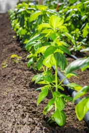 Семена базилика Кира / Kira купить оптом и в розницу в Украине по выгодной цене