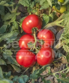 Семена томатов Джокер F1 / Joker F1,116-130 дней купить оптом и в розницу в Украине по выгодной цене