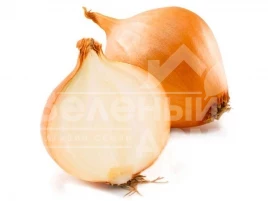 Лук репчатый Парадиз F1 / Paradise F1,110 дней купить оптом и в розницу в Украине по выгодной цене