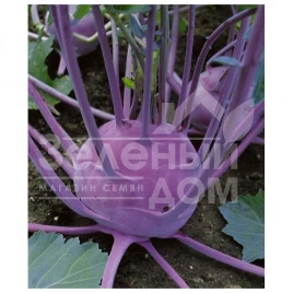 Семена капусты кольраби Виола / Viola ,50-60 дней купить оптом и в розницу в Украине по выгодной цене